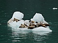 Alaska Wildlife-72